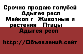 Срочно продаю голубей. - Адыгея респ., Майкоп г. Животные и растения » Птицы   . Адыгея респ.